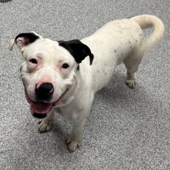 Scallop -  Pit Bull Terrier Dog for Adoption in Grand Rapids, Michigan - Scallop | PetCurious