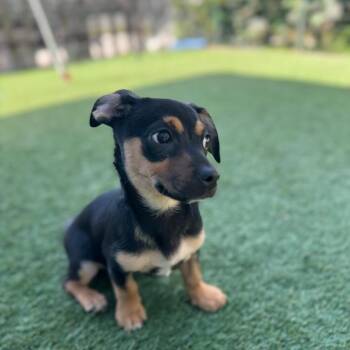 Chihuahua Dogs Available for Adoption in Los Angeles, California - Cattywampus | PetCurious