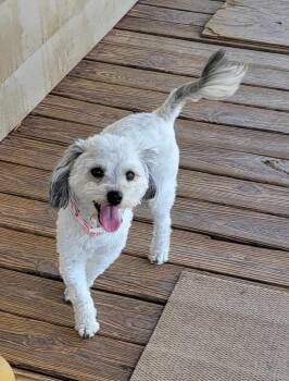 Lhasa Apso and Poodle Dogs Available for Adoption in Van Alstyne, Texas - Deena | PetCurious