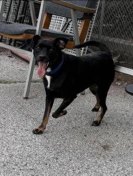 Tank -  Terrier Dog for Adoption in Owensboro, Kentucky - Tank | PetCurious