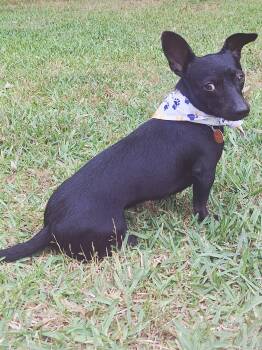 Moonlight -  Dachshund and Chihuahua Dog for Adoption in Heiskell, Tennessee - Moonlight | PetCurious