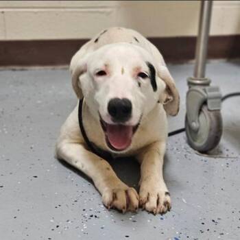 Wiggles -  Mixed Breed Dog for Adoption in Fairfax, Virginia - Wiggles | PetCurious
