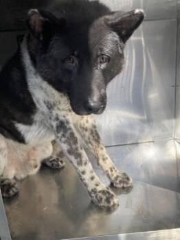 TWISTER -  Akita and Mixed Breed Dog for Adoption in Dallas, Texas - TWISTER | PetCurious