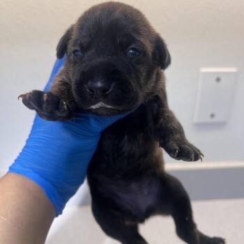 Brownie (Rocio) -  Shepherd Dog for Adoption in Edinburg, Texas - Brownie (Rocio) | PetCurious