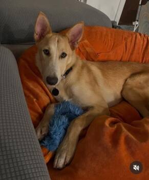 Sunny -  Shepherd and Husky Dog for Adoption in Austin, Texas - Sunny | PetCurious
