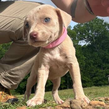 Pit Bull Terrier Dogs Available for Adoption in Little Rock, Arkansas - Tiny Bubbles | PetCurious
