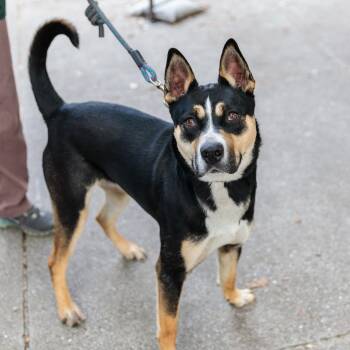 Australian Cattle Dog Blue Heeler and Pit Bull Terrier Dogs Available for Adoption in Oakland, California - Keagan | PetCurious