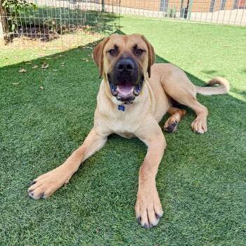 Cheddar -  Mastiff Dog for Adoption in Agoura Hills, California - Cheddar | PetCurious