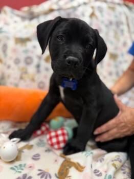 Labrador Retriever Dogs Available for Adoption - 26Hawthorne | PetCurious