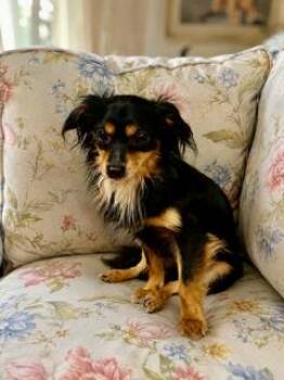 Mikey -  Dachshund Dog for Adoption in Tifton, Georgia - Mikey | PetCurious