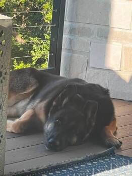 Kensley. Nka Leni -  German Shepherd Dog Dog for Adoption in Gretna, Nebraska - Kensley. Nka Leni | PetCurious