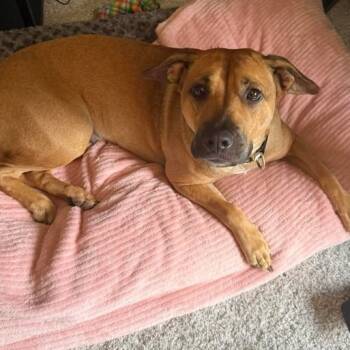 Rescue Mixed Breed and Yellow Labrador Retriever Dogs for Adoption in Williston, Florida - Amber (Prev Toad) | PetCurious