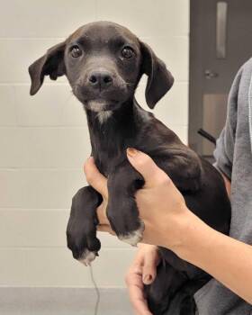 Colorado -  Mixed Breed Dog for Adoption in Chillicothe, Ohio - Colorado | PetCurious
