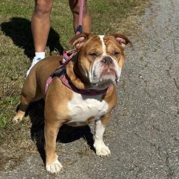 Buttercup -  Bulldog Dog for Adoption in Ellicott City, Maryland - Buttercup | PetCurious