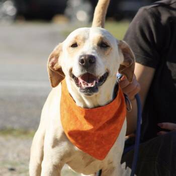 Prada -  Labrador Retriever Dog for Adoption in Columbia, South Carolina - Prada | PetCurious