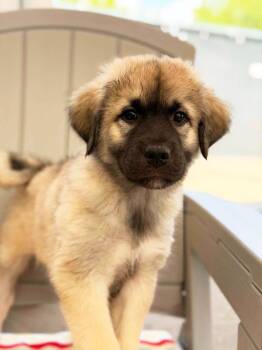 Buster Bar -  Anatolian Shepherd and Mixed Breed Dog for Adoption in Savage, Minnesota - Buster Bar | PetCurious