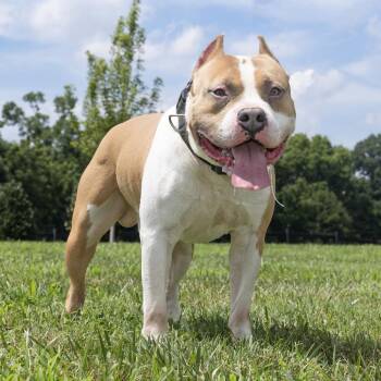 Tyson -  Mixed Breed Dog for Adoption in Franklin, Tennessee - Tyson | PetCurious