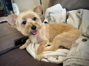 Harley -  Yorkshire Terrier and Cairn Terrier Dog for Adoption in Phoenix, Arizona - Harley | PetCurious