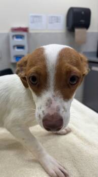 Rescue Parson Russell Terrier and Mixed Breed Dogs for Adoption in Honolulu, Hawaii - 59822619 | PetCurious