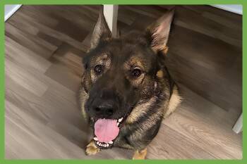 German Shepherd Dog Dogs Available for Adoption in Amherst, Massachusetts - Ace | PetCurious