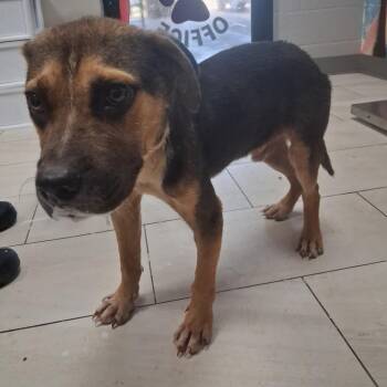 Buster -  Mixed Breed Dog for Adoption in Lufkin, Texas - Buster | PetCurious