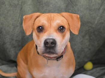 Cocomelon -  English Bulldog and Labrador Retriever Dog for Adoption in Portland, Oregon - Cocomelon | PetCurious