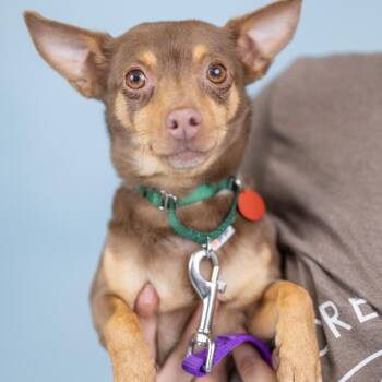 Bonnie -  Chihuahua Dog for Adoption in Portland, Oregon - Bonnie | PetCurious