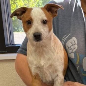 Rescue Dachshund and Beagle Dogs for Adoption in Fairfax, Virginia - Sonny | PetCurious