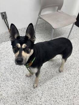 Queenie -  Mixed Breed Dog for Adoption in Atlanta, Georgia - Queenie | PetCurious