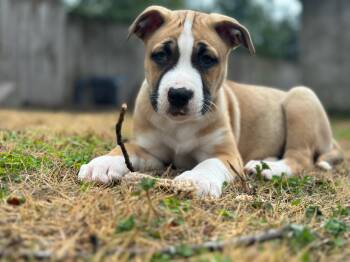 Bulldog Dogs Available for Adoption - Slate | PetCurious
