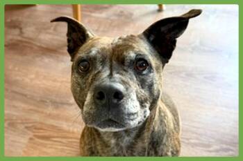 Staffordshire Bull Terrier and American Staffordshire Terrier Dogs Available for Adoption in Amherst, Massachusetts - Sophie | PetCurious