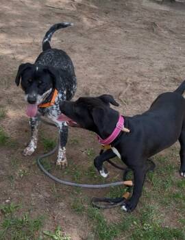 Shadow -  Mixed Breed Dog for Adoption in Osseo, Michigan - Shadow | PetCurious