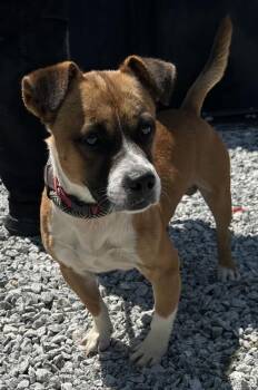 Ic-15 C Pretzle -  Pit Bull Terrier Dog for Adoption in Lawrenceville, Georgia - Ic-15 C Pretzle | PetCurious