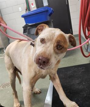 BOY -  Mixed Breed Dog for Adoption in Santa Fe, New Mexico - BOY | PetCurious