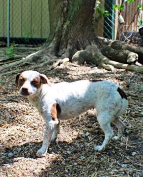 Dachshund and Beagle Dogs Available for Adoption in Morton Grove, Illinois - Kiera | PetCurious