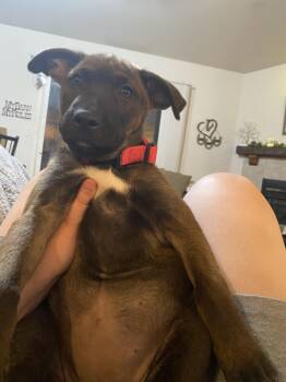 Shepherd Dogs Available for Adoption in Rocklin, California - Bilabong | PetCurious