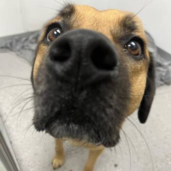 Boone -  Black Mouth Cur and Bullmastiff Dog for Adoption in La Grange, Kentucky - Boone | PetCurious