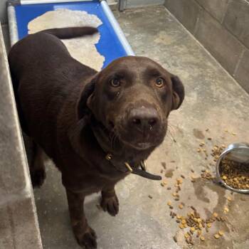 Raven -  Chocolate Labrador Retriever Dog for Adoption in Brookfield, Missouri - Raven | PetCurious