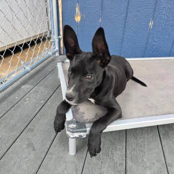 Border Collie Dogs Available for Adoption in Hinesville, Georgia - Bandit | PetCurious
