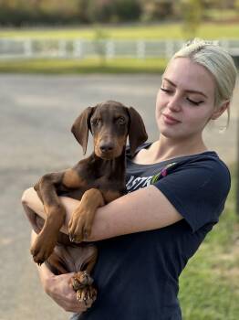Rescue Doberman Pinscher Dogs for Adoption in Chester Springs, Pennsylvania - Stacey | PetCurious