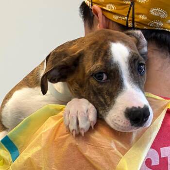 Peachy -  Pit Bull Terrier and Hound Dog for Adoption in Nashville, Tennessee - Peachy | PetCurious