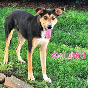 Dollybird -  Mixed Breed Dog for Adoption in Joliet, Illinois - Dollybird | PetCurious
