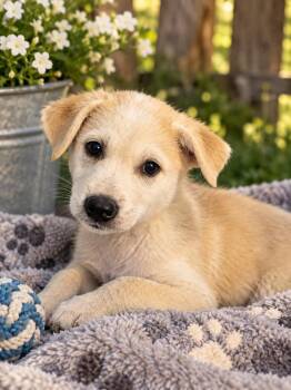 Denali -  Husky Dog for Adoption in Brownstown, Indiana - Denali | PetCurious