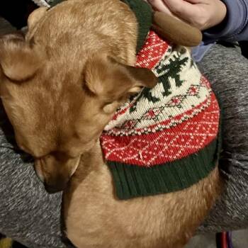 Chihuahua and Dachshund Dogs Available for Adoption - Nile | PetCurious