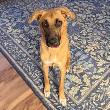 Calliope -  German Shepherd Dog Dog for Adoption - Calliope | PetCurious