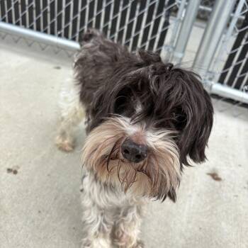 Schnoodle Dogs Available for Adoption in North Providence, Rhode Island - Bo | PetCurious
