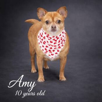 Chihuahua Dogs Available for Adoption - Amy | PetCurious