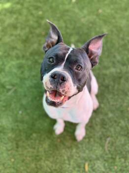 Shyla -  American Staffordshire Terrier Dog for Adoption in Glendale, Arizona - Shyla | PetCurious