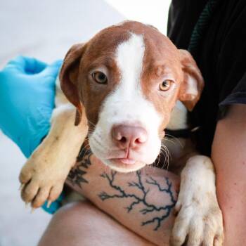 Labrador Retriever and Cattle Dog Dogs Available for Adoption in Hattiesburg, Mississippi - Baked Alaska | PetCurious