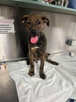 Elijah -  Plott Hound Dog for Adoption in Rowlett, Texas - Elijah | PetCurious